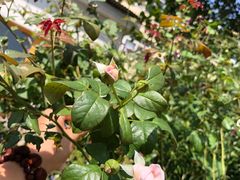 -春风十里咖啡馆