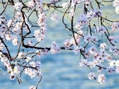 -桃花堤公园