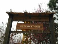 -天适樱花悠乐园