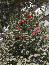 院内山茶花-成都市妇女儿童中心医院(中心院区)