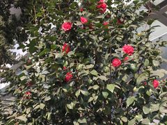 院内山茶花-成都市妇女儿童中心医院(中心院区)