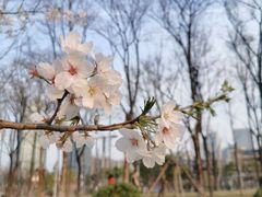 -后襄河公园