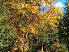 -东天目山风景区