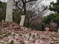-南京古林公园