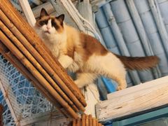 -喵屿·大理花园猫咖