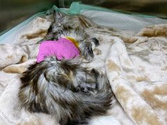 -爱侣宠医·鹦鹉专科·小型哺乳类·异宠专科(灵石路店)