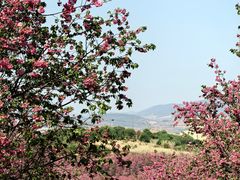 -宜良山后樱花谷