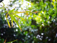 -上海佘山国家森林公园天马山园