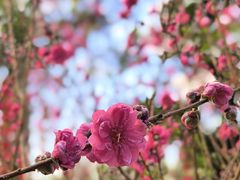 -桃花涧