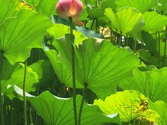 -莲花池公园