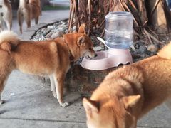 -柴犬高等学院·狗咖·柴犬售卖·宠物训练