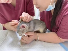 -纳吉亚猫专科动物医院博雅分院