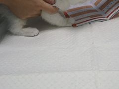 -莘程宠物医院(金山店)