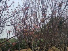 -天适樱花悠乐园