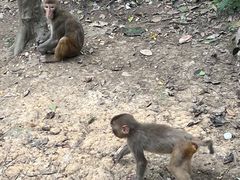-黔灵山公园