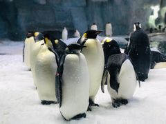 -珠海长隆海洋王国
