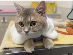 -凯特喵百思猫专科医院