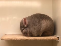 -龙猫仔乐园(惠福东路店)