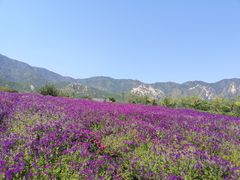 -紫云台香草园