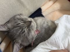 -宠颐生斯嘉宠物医院·急重症·心内科(谷阳北路分院)