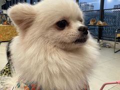 -怪兽屋·羊驼·猫咖·狗咖(俊华广场店)