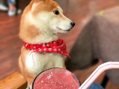 -柴务处·柴犬主题狗咖