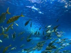 -太平洋海底世界