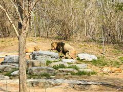 -北京野生动物园