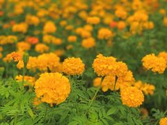 -荔枝公园(福田区)