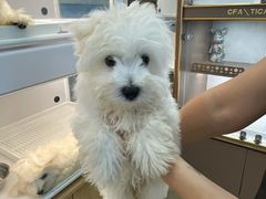 -翊宠yipet猫狗购宠庄园犬舍•猫舍