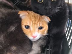 -万博宠物医院·手术·诊疗(未央凤城五路店)