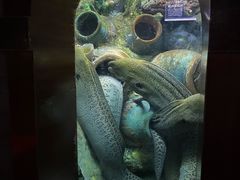 -太平洋海底世界