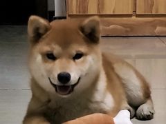 -萌宠之家·腊肠犬·马尔泰·小体犬舍