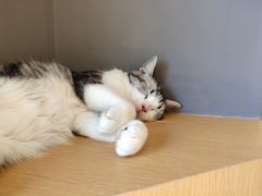 -CAT’S MEWSTAR CAFE·喵星球猫屋(晴湾咖啡店)