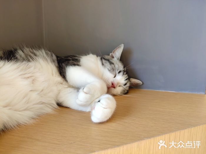 CAT’S MEWSTAR CAFE·喵星球猫屋(晴湾咖啡店)图片
