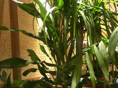 -大头椰·椰子鸡火锅(南宁万象城店)