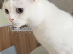 -Bastet sally猫舍购宠(静安店)