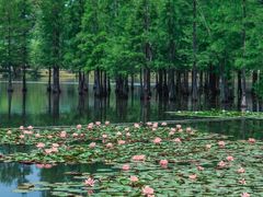 -白鹭湾湿地公园