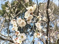 -梅花山(明孝陵内)