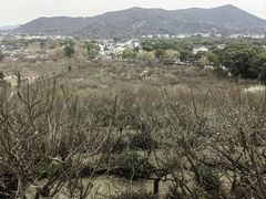 -香雪海
