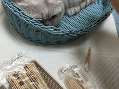-纳吉亚猫专科动物医院博雅分院