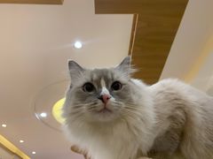 -滚猫咖啡·猫咖·猫友好撸猫(未来城店)