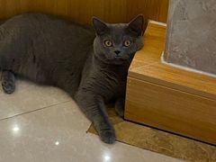 -Catmate·猫肥家润(金润铂宫店)