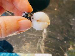 -小天鹅戴斯酒店鲸鲨百汇创作料理