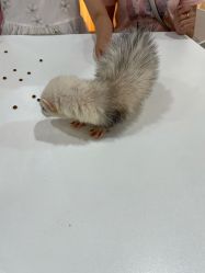 -Moni星球萌宠·小马宝莉·灵蛇·高端高阶全萌宠互动体验俱乐部(红豆国际广场店)