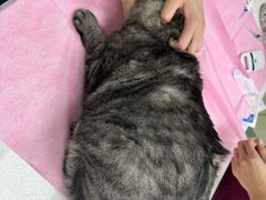 -北京观赏动物医院·24小时大型综合·猫专科·异宠专科
