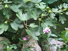 -洪湖家庭农场·团建·露营·会议
