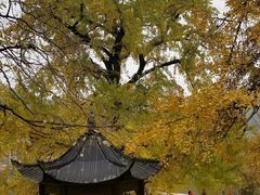 -千年银杏谷文化旅游区
