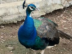 -丽泽山庄·生态怀柔菜·虹鳟鱼(红螺寺店)
