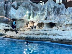 -帝企鹅自助餐厅•儿童岛•真企鹅(长隆企鹅酒店)